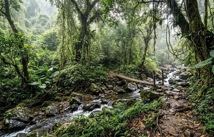 Hiking trail beside a rocky stream with a small wooden footbridge in dense tropical rainforest